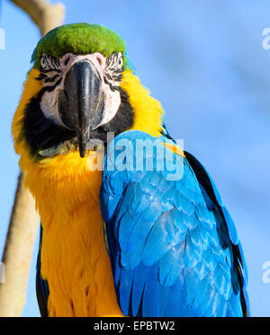 Oro e blu Macaw pappagallo guardando intensamente alla fotocamera Foto Stock