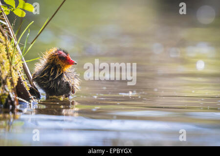 Eurasian coot, fulica atra, chick nuoto. Basso punto di vista Foto Stock