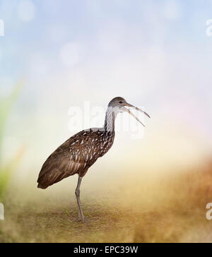 Limpkin Bird in Florida zone umide Foto Stock