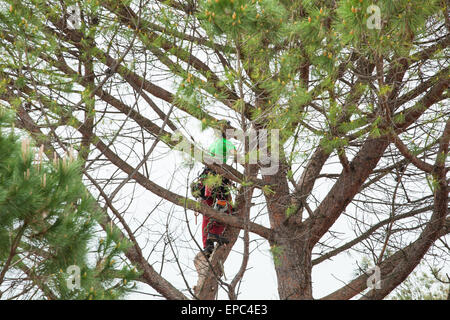 Uomo con attrezzature di sicurezza e una motosega potatura di alberi di pino. Foto Stock