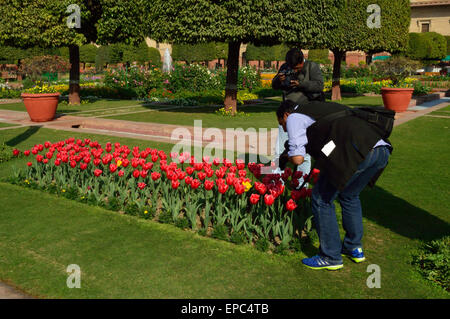 Giardini Mughal una parte della residenza ufficiale del Presidente dell India chiamato Rashtrapati Bhawan a Nuova Delhi, capitale dell'India Foto Stock