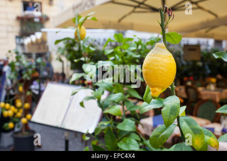 Close up di un limone al di fuori di un ristorante a Sorrento, Italia. Foto Stock