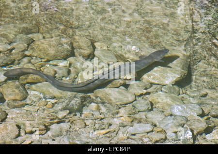 Anguilla di fiume nel flusso chiaro Foto Stock