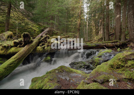 Log Jam a Panther Creek Falls nello Stato di Washington Forest Foto Stock