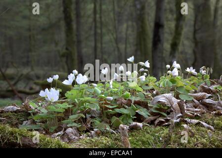 Legno-Acetosella pianta closeup contro il vecchio sfocatura dello sfondo della foresta Foto Stock