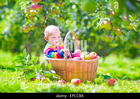 Carino divertente piccolo bimbo seduto in un cesto pieno di mele giocando in un bellissimo giardino di frutta su un bel giorno di autunno caldo in Foto Stock