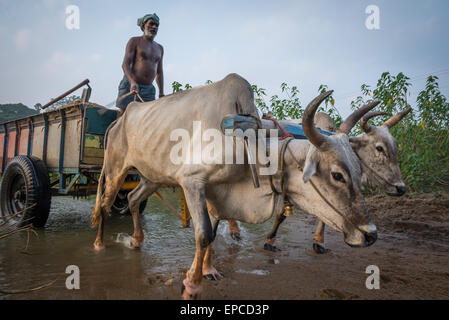 Uomo indiano sul suo carro pieno di sabbia per essere utilizzati per la costruzione di essere tirato da tirato da due torelli vicino a Thanjavur, in India. Foto Stock