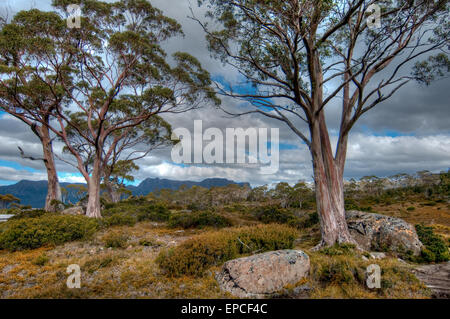 Valle Pinestone sull'Overland Track, Tasmania, Australia Foto Stock