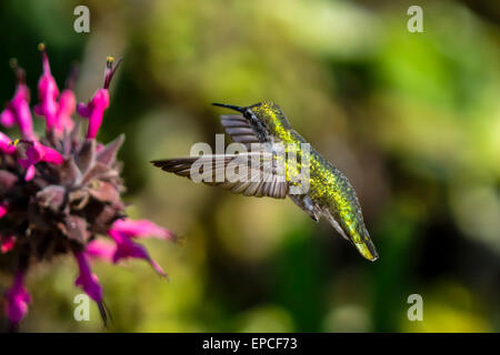 Anna's hummingbird, calypte anna Foto Stock