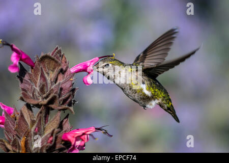 Anna's hummingbird, calypte anna Foto Stock