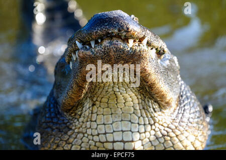 Alligator mississippiensis, coccodrillo americano Foto Stock