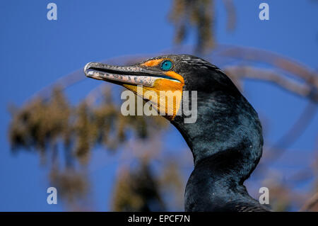 Double-crestato, cormorano phalacrocorax auritus Foto Stock