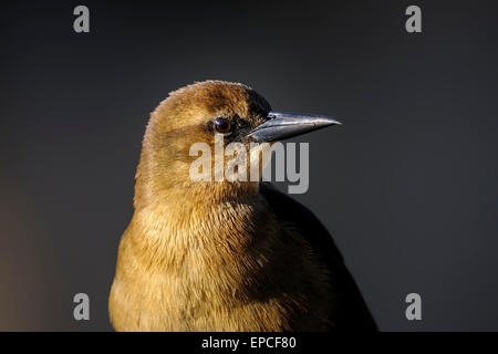 Barca-tailed grackle, quiscalus principali Foto Stock