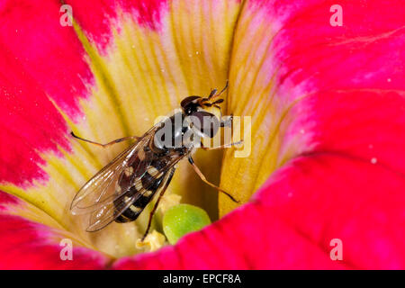 Scaeva pyrastri Foto Stock