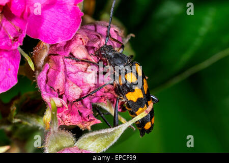 Quattro fasce di Longhorn beetle, leptura quadrifasciata Foto Stock