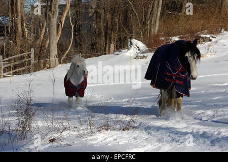 Pony Shetland affiora fuori la sua lingua al gypsy vanner in coperte di neve in Connecticut in inverno Foto Stock