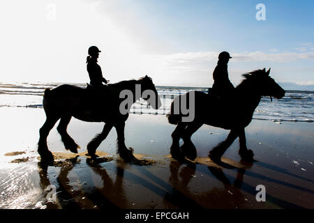 Cavallo da tiro sulla spiaggia sulla isola di Texel, Olanda Foto Stock