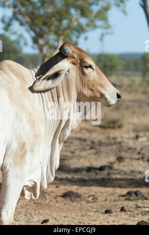 White bestiame Brahman, Charnley Fiume Stazione, regione di Kimberley, Western Australia, WA, Australia Foto Stock