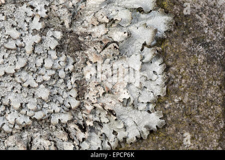 Scudo lichen, Clairmont saxatilis, su pietra arenaria, Derbyshire Foto Stock