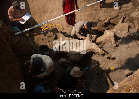 I paleontologi e gli abitanti del villaggio stanno lavorando allo scavo di ossa fossili di una specie di elefante estinta, Elephas hysudrindicus, in Indonesia. Foto Stock