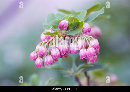 Enkianthus campanulatus fiori in primavera. Foto Stock