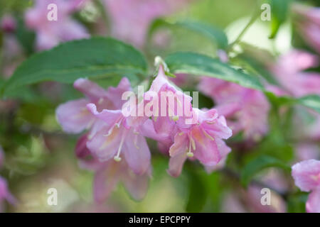 Weigela 'Feerie' Fiori. Foto Stock