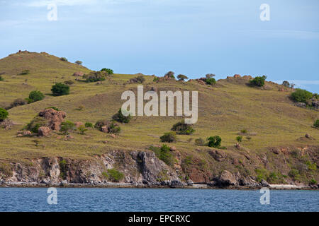 Paesaggio di una collina costiera asciutta nel Parco Nazionale di Komodo a Komodo, West Manggarai, East Nusa Tenggara, Indonesia. Foto Stock