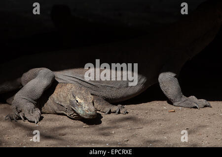 Draghi di Komodo (Varanus komodoensis) sotto un edificio a palafitte nell'isola di Rinca, una parte del Parco Nazionale di Komodo a Nusa Tenggara, Indonesia orientale. Foto Stock