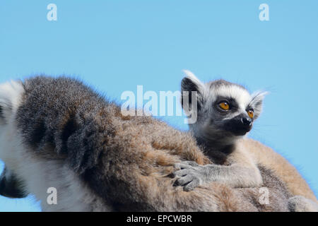 Anello Baby Tailed Lemur aggrappati alla sua madre a Zoo Whipsnade, Bedfordshire (solo uso editoriale) Foto Stock