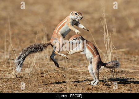 Due gli scoiattoli di terra (Xerus inaurus) giocando, deserto Kalahari, Sud Africa Foto Stock