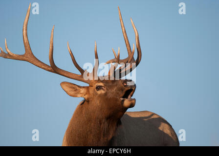 Bugling Bull Elk (Cervus elaphus), Northern Rockies Foto Stock