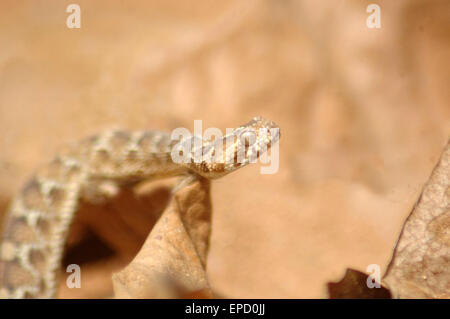 Giovani visto-scaled viper, Echis Carinatus, Tamil Nadu, nell India meridionale Foto Stock