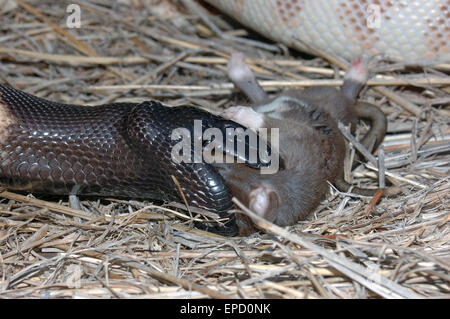 Nero australiano guidato python, Aspidites melanocephalus, inghiottendo un ratto nero, Rattus rattus Foto Stock