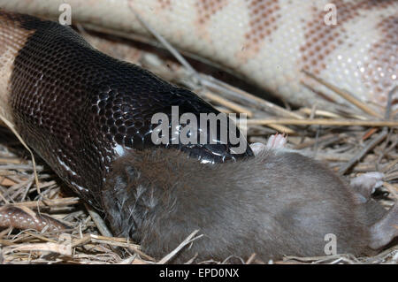 Nero australiano guidato python, Aspidites melanocephalus, inghiottendo un ratto nero, Rattus rattus Foto Stock