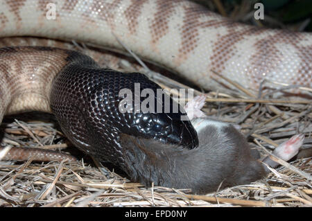 Nero australiano guidato python, Aspidites melanocephalus, inghiottendo un ratto nero, Rattus rattus Foto Stock