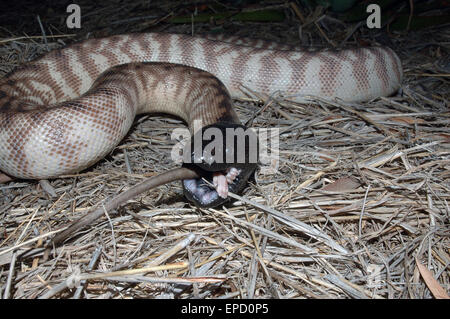 Nero australiano guidato python, Aspidites melanocephalus, inghiottendo un ratto nero, Rattus rattus Foto Stock