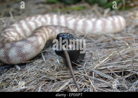 Nero australiano guidato python, Aspidites melanocephalus, inghiottendo un ratto nero, Rattus rattus Foto Stock