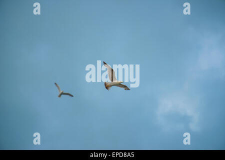 Due gabbiani in volo in un cielo blu con nuvole, il Conero NP, Italia Foto Stock