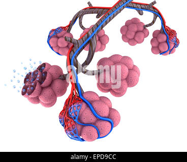 Alveoli nei polmoni - sangue saturando con ossigeno Foto Stock