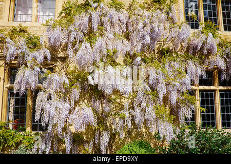 Il Glicine Cresce la parete del Rushden Hall il consiglio comunale gli uffici nella Hall Park Rushden Northamptonshire REGNO UNITO Foto Stock