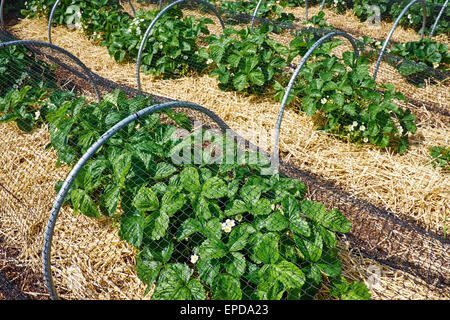 Fragola piante che crescono sotto il netting per proteggere il frutto da uccelli Jordans Mill Gardens Holme Mills Biggleswade REGNO UNITO Foto Stock