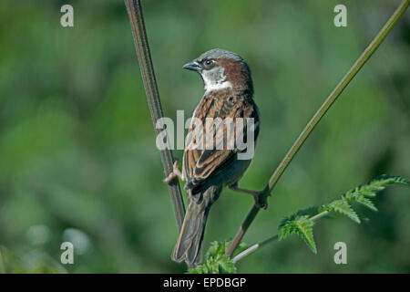 Maschio di casa passero, Passer domesticus.uk Foto Stock