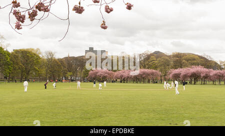 La molla partita di cricket che viene riprodotto in prati parco pubblico, Edimburgo, Scozia, Regno Unito sotto Arthur del posto di guida Foto Stock