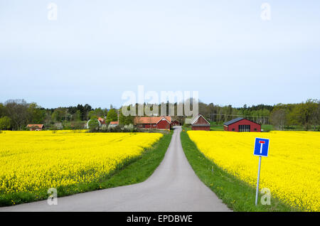 Paesaggio di primavera con il fiore canola field all'isola svedese oland Foto Stock