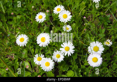 Molti blossom margherite in erba verde in estate Foto Stock