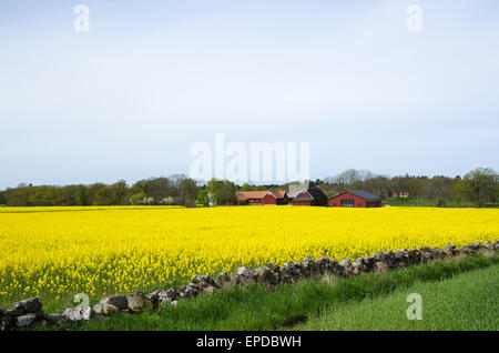 Svedese paesaggio rurale con il fiore della colza nella parte anteriore di un villaggio tradizionale con fienili rosso Foto Stock