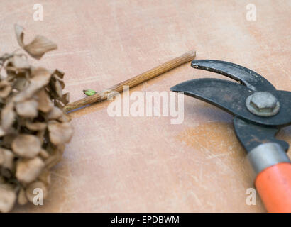 Forbici con secchi ortensie Foto Stock