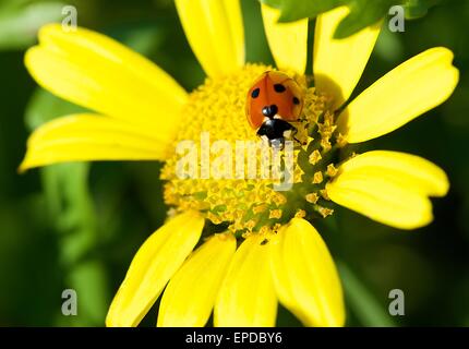 Fiore giallo in sfocato bellissimo sfondo sgranate, giallo fiore in primavera, flora maltese Foto Stock