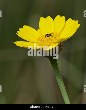 Fiore giallo con zanzara in sfocato bellissimo sfondo sgranate, giallo fiore in primavera, flora maltese, Crown Daisy Foto Stock