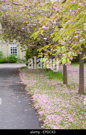 Alberi in fiore con fiore caduti a Exbury Gardens, New Forest National Park, Hampshire, Inghilterra nel maggio molla Foto Stock